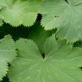 Lady's Mantle
